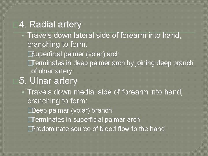 � 4. Radial artery • Travels down lateral side of forearm into hand, branching