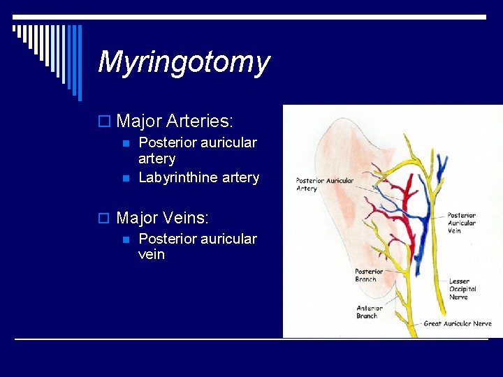 Myringotomy o Major Arteries: n n Posterior auricular artery Labyrinthine artery o Major Veins: