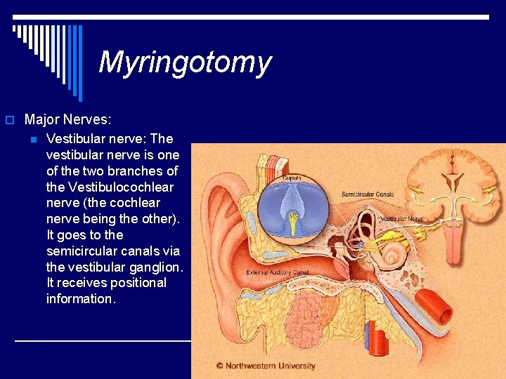 Myringotomy o Major Nerves: n Vestibular nerve: The vestibular nerve is one of the
