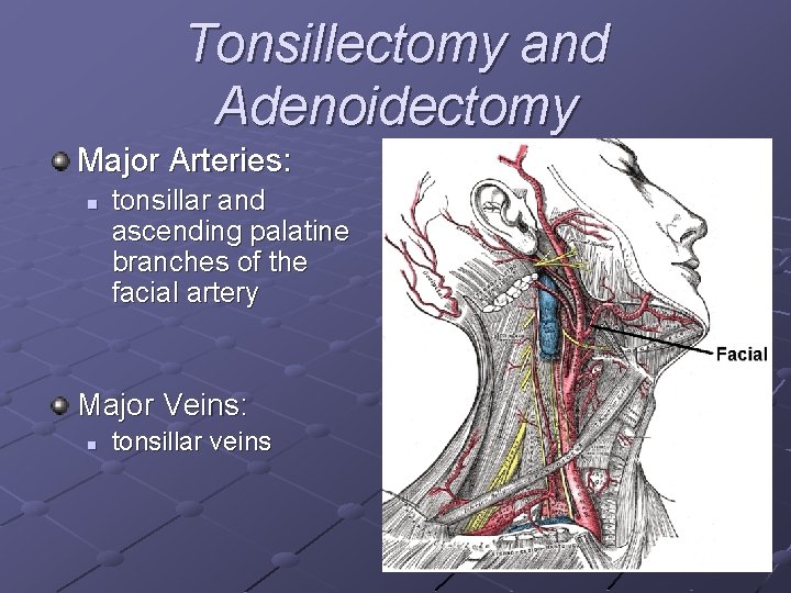 Tonsillectomy and Adenoidectomy Major Arteries: n tonsillar and ascending palatine branches of the facial
