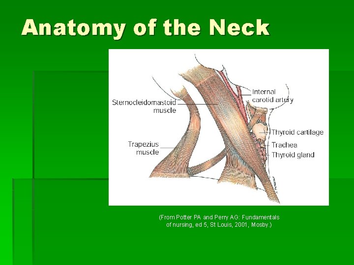 Anatomy of the Neck (From Potter PA and Perry AG: Fundamentals of nursing, ed