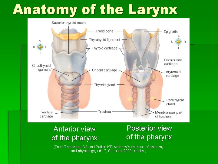 Anatomy of the Larynx Anterior view of the pharynx Posterior view of the pharynx