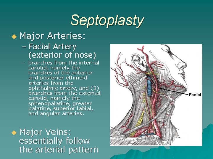 Septoplasty u Major Arteries: – Facial Artery (exterior of nose) – branches from the