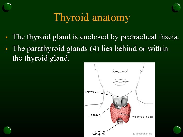 Thyroid anatomy • • The thyroid gland is enclosed by pretracheal fascia. The parathyroid
