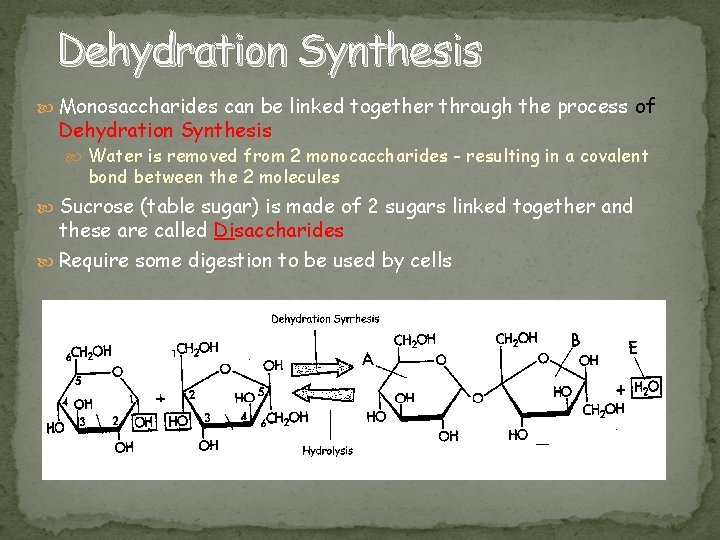 Dehydration Synthesis Monosaccharides can be linked together through the process of Dehydration Synthesis Water