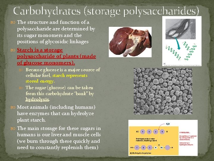 Carbohydrates (storage polysaccharides) The structure and function of a polysaccharide are determined by its