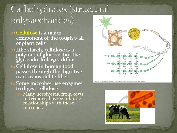 Carbohydrates (structural polysaccharides) Cellulose is a major component of the tough wall of plant