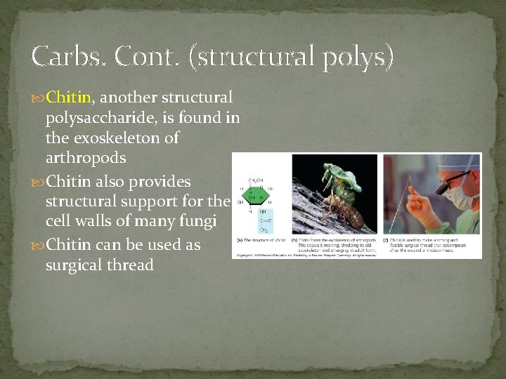 Carbs. Cont. (structural polys) Chitin, another structural polysaccharide, is found in the exoskeleton of