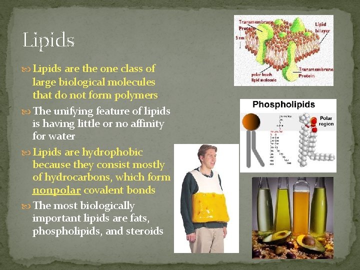 Lipids are the one class of large biological molecules that do not form polymers