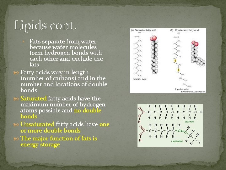 Lipids cont. • Fats separate from water because water molecules form hydrogen bonds with