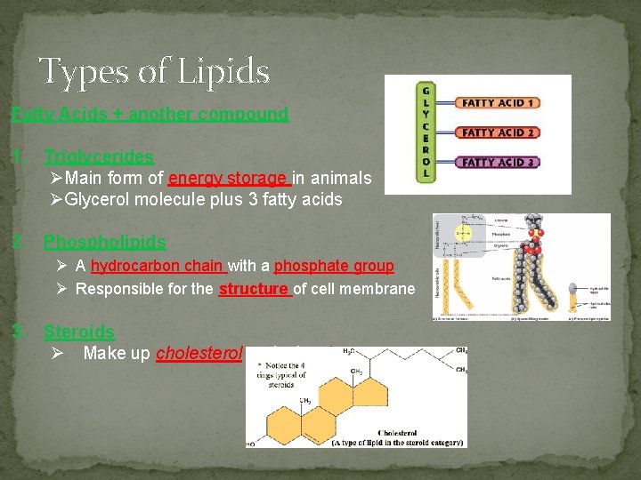 Types of Lipids Fatty Acids + another compound 1. Triglycerides ØMain form of energy