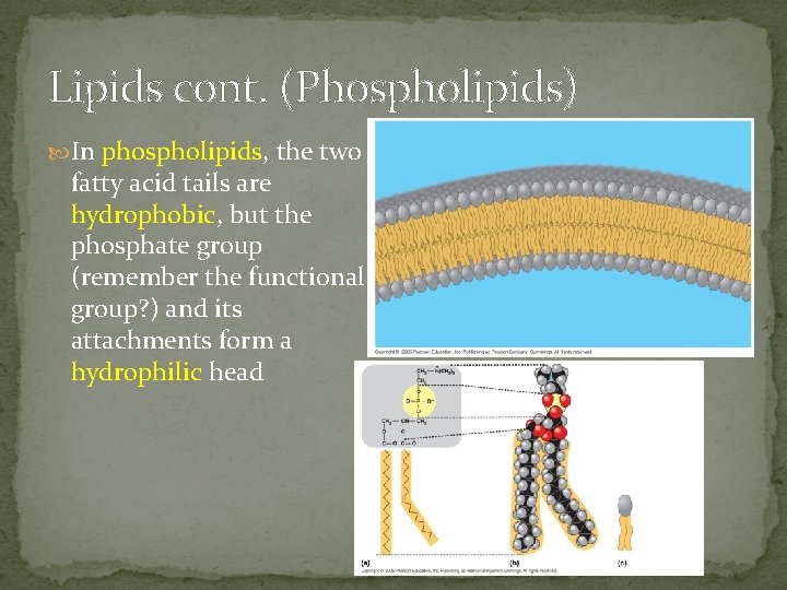 Lipids cont. (Phospholipids) In phospholipids, the two fatty acid tails are hydrophobic, but the