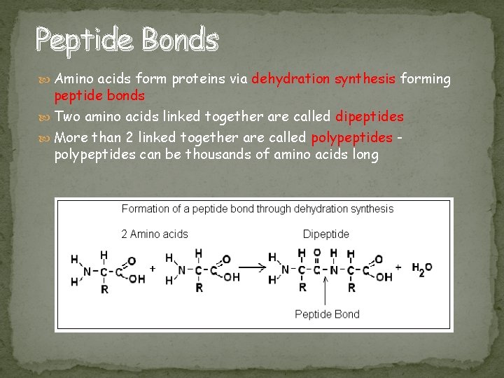 Peptide Bonds Amino acids form proteins via dehydration synthesis forming peptide bonds Two amino