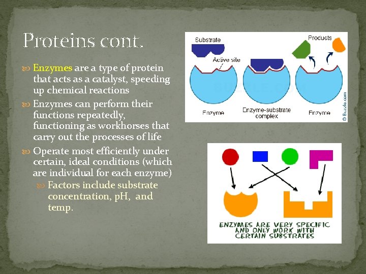 Proteins cont. Enzymes are a type of protein that acts as a catalyst, speeding