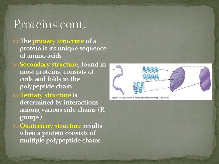 Proteins cont. The primary structure of a protein is its unique sequence of amino