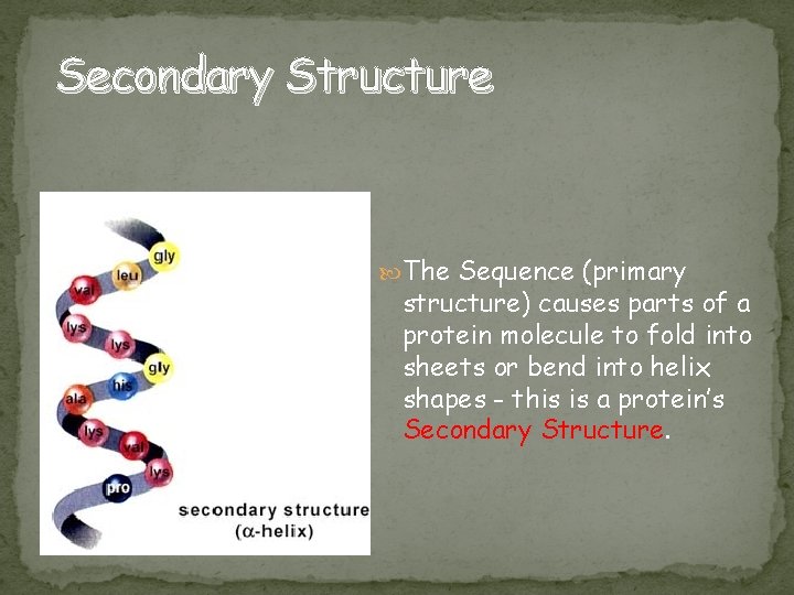 Secondary Structure The Sequence (primary structure) causes parts of a protein molecule to fold