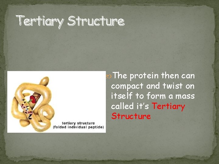 Tertiary Structure The protein then can compact and twist on itself to form a