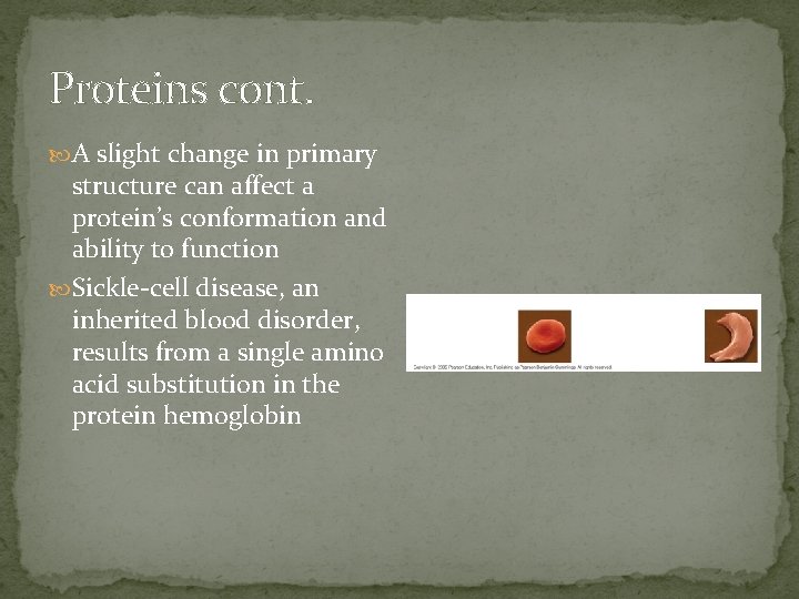 Proteins cont. A slight change in primary structure can affect a protein’s conformation and