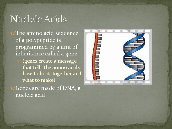 Nucleic Acids The amino acid sequence of a polypeptide is programmed by a unit