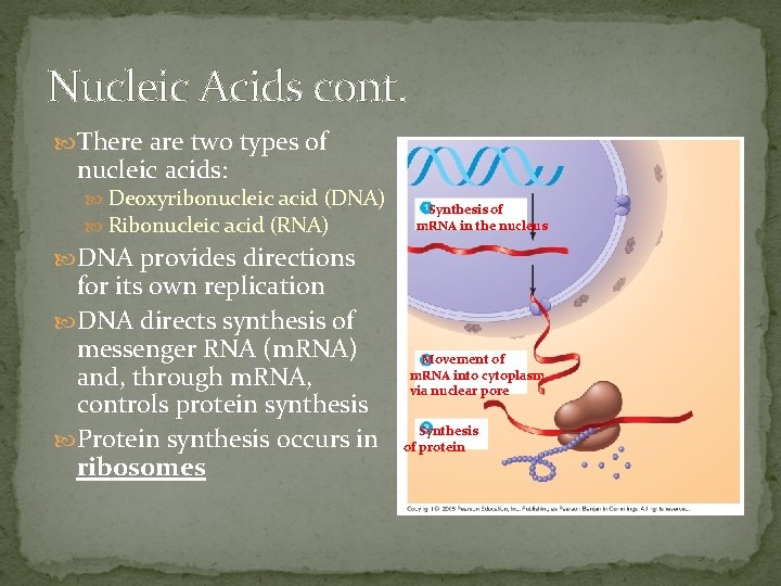 Nucleic Acids cont. There are two types of nucleic acids: Deoxyribonucleic acid (DNA) Ribonucleic