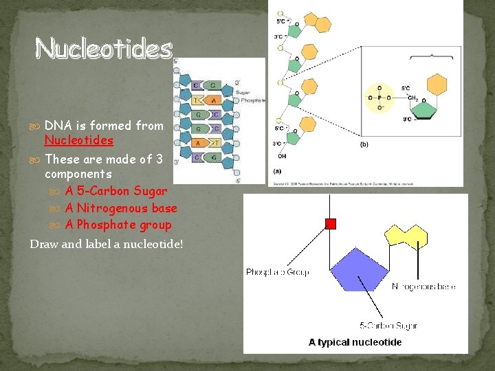 Nucleotides DNA is formed from Nucleotides These are made of 3 components A 5