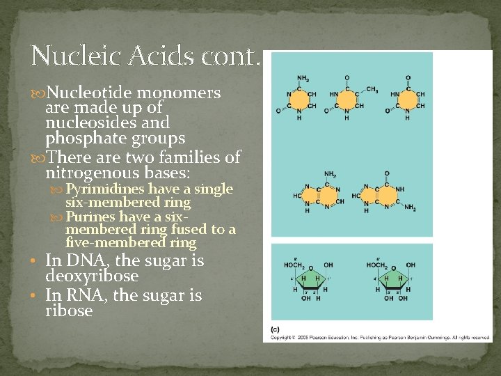 Nucleic Acids cont. Nucleotide monomers are made up of nucleosides and phosphate groups There