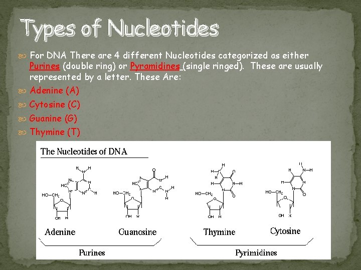 Types of Nucleotides For DNA There are 4 different Nucleotides categorized as either Purines