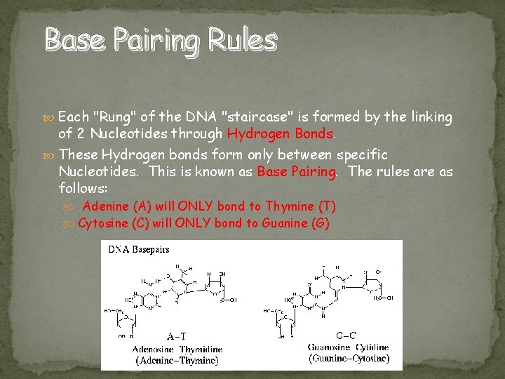 Base Pairing Rules Each "Rung" of the DNA "staircase" is formed by the linking