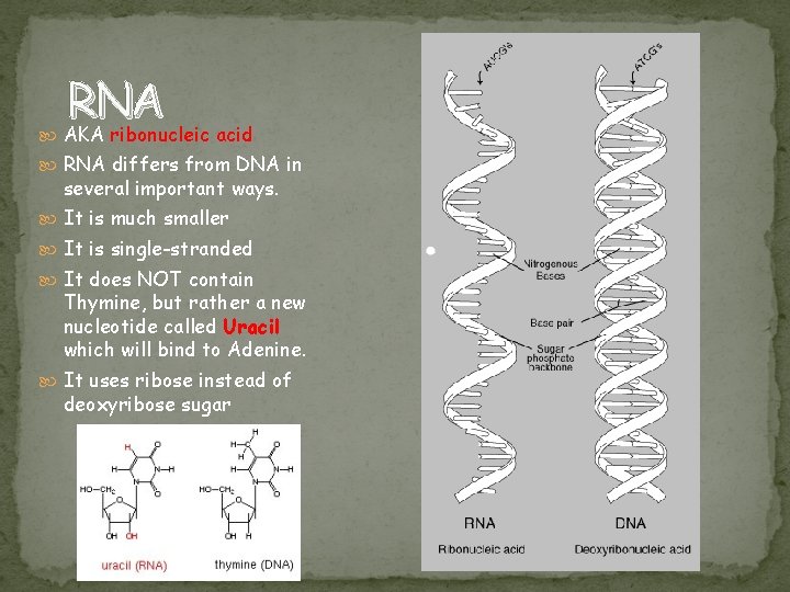  RNA AKA ribonucleic acid RNA differs from DNA in several important ways. It