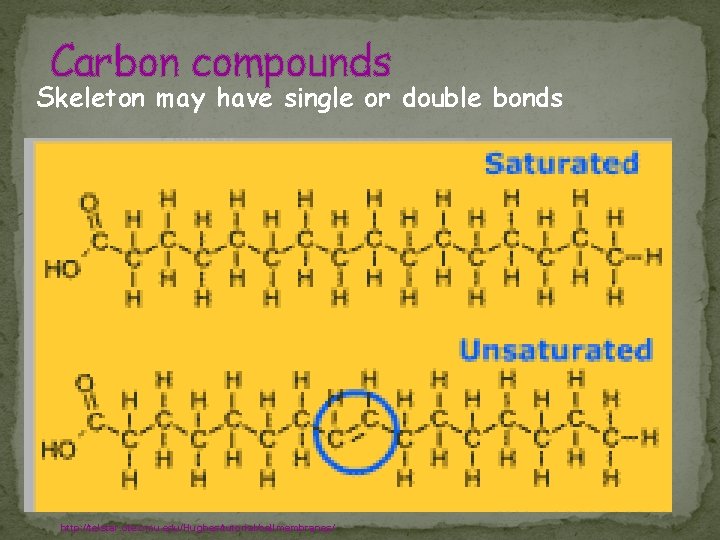 Carbon compounds Skeleton may have single or double bonds http: //telstar. ote. cmu. edu/Hughes/tutorial/cellmembranes/