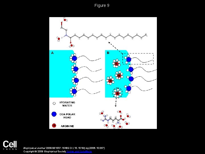 Figure 9 Biophysical Journal 2009 961537 -1546 DOI: (10. 1016/j. bpj. 2008. 10. 057)