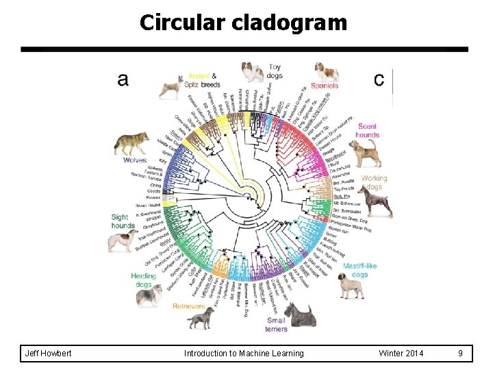 Circular cladogram Jeff Howbert Introduction to Machine Learning Winter 2014 9 Circular cladogram Jeff Howbert Introduction to Machine Learning Winter 2014 9