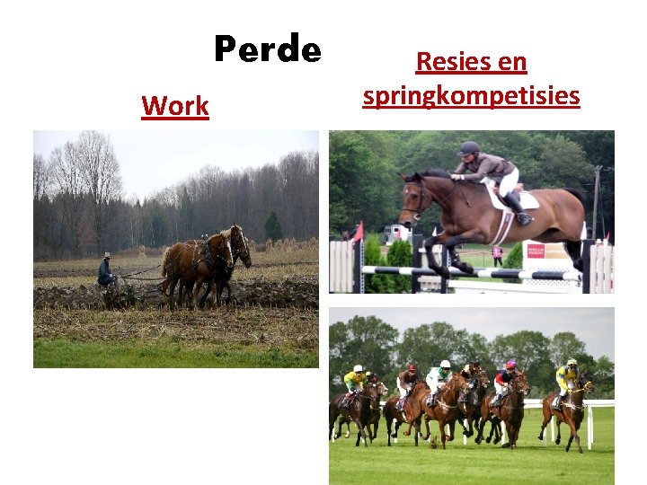 Perde Work Resies en springkompetisies 