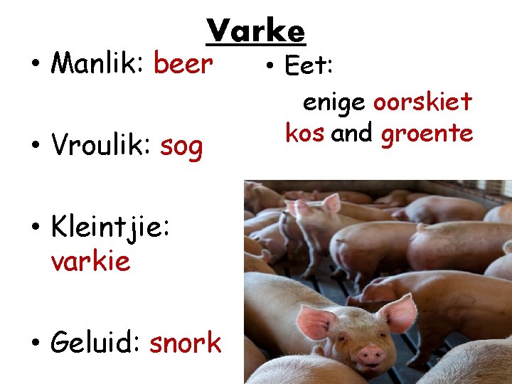 Varke • Manlik: beer • Vroulik: sog • Kleintjie: varkie • Geluid: snork •