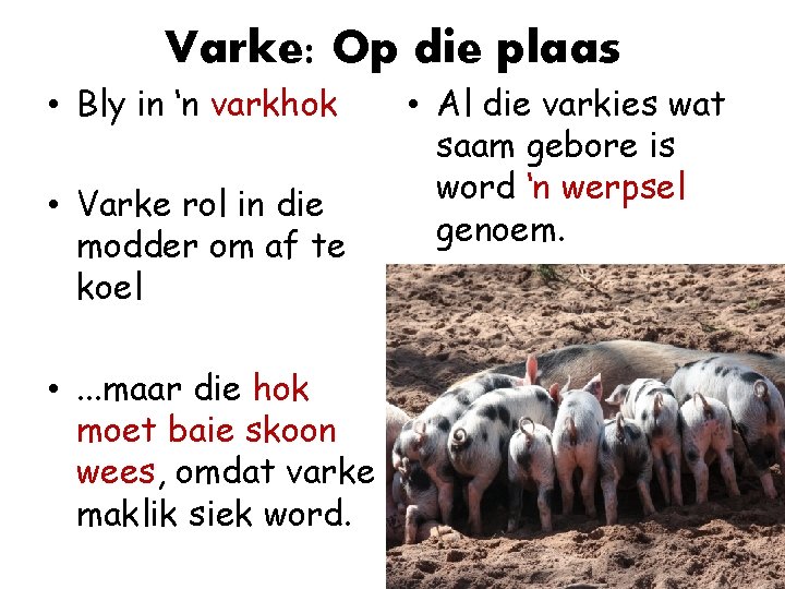 Varke: Op die plaas • Bly in ‘n varkhok • Varke rol in die