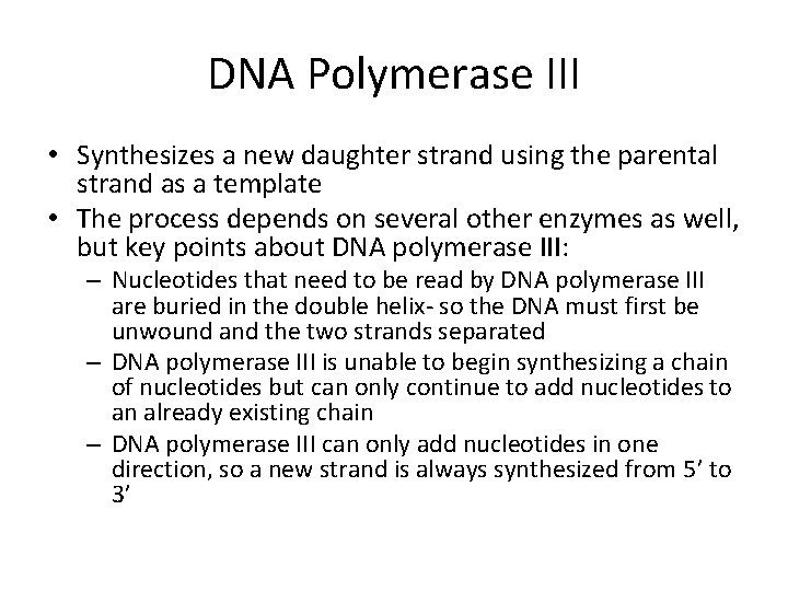 DNA Polymerase III • Synthesizes a new daughter strand using the parental strand as