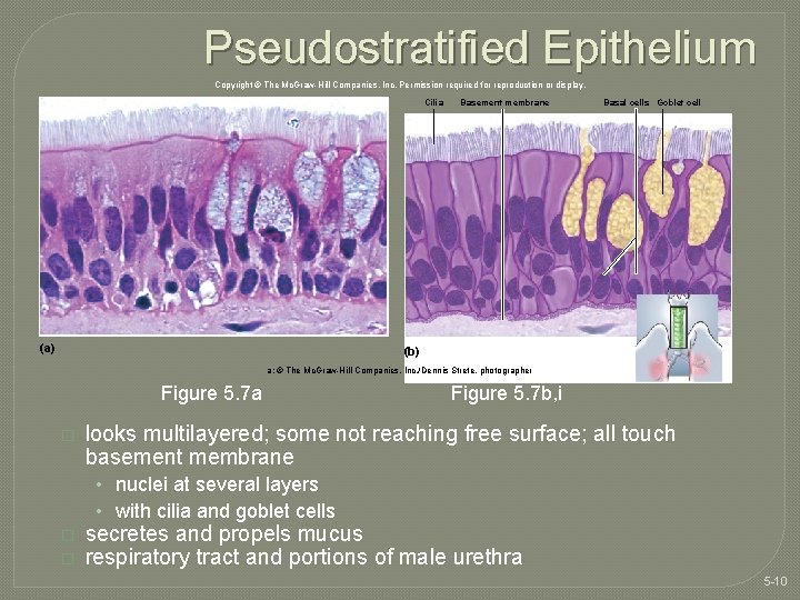 Pseudostratified Epithelium Copyright © The Mc. Graw-Hill Companies, Inc. Permission required for reproduction or