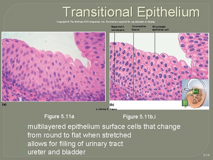 Transitional Epithelium Copyright © The Mc. Graw-Hill Companies, Inc. Permission required for reproduction or