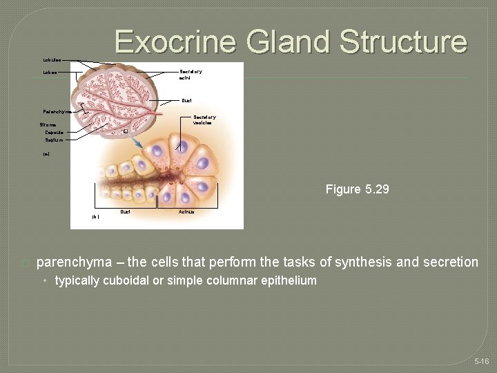 Exocrine Gland Structure Lobules Secretory acini Lobes Duct Parenchyma Secretory vesicles Stroma: Capsule Septum