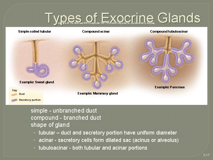 Types of Exocrine Glands Copyright © The Mc. Graw-Hill Companies, Inc. Permission required for