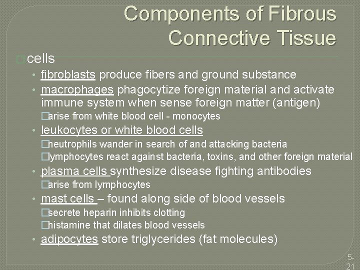 Components of Fibrous Connective Tissue � cells • fibroblasts produce fibers and ground substance