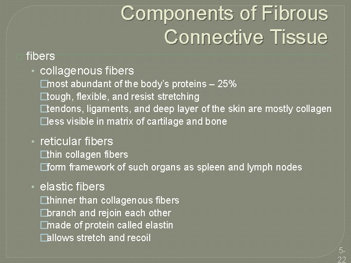 Components of Fibrous Connective Tissue � fibers • collagenous fibers �most abundant of the