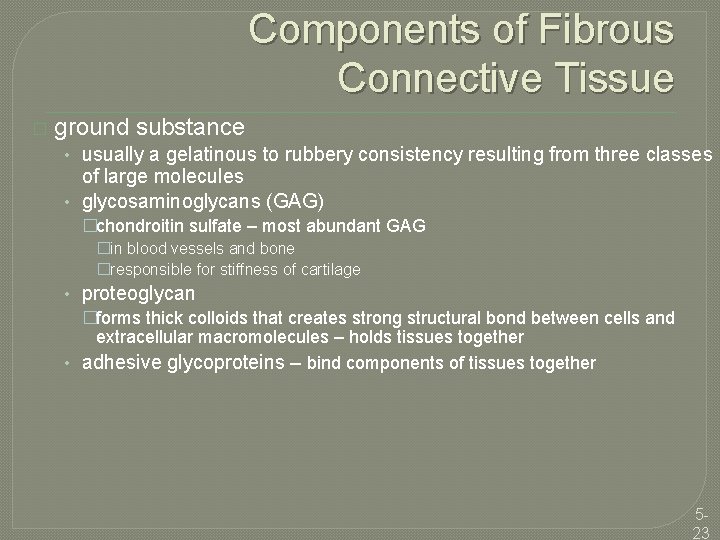 Components of Fibrous Connective Tissue � ground substance • usually a gelatinous to rubbery