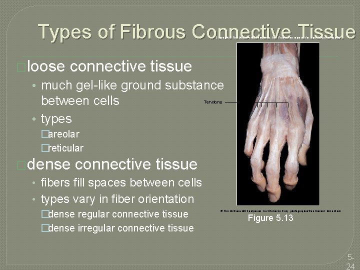 Types of Fibrous Connective Tissue Copyright © The Mc. Graw-Hill Companies, Inc. Permission required