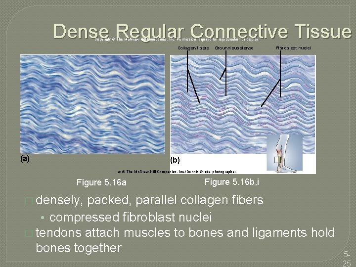 Dense Regular Connective Tissue Copyright © The Mc. Graw-Hill Companies, Inc. Permission required for