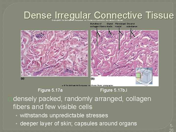 Dense Irregular Connective Tissue Copyright © The Mc. Graw-Hill Companies, Inc. Permission required for