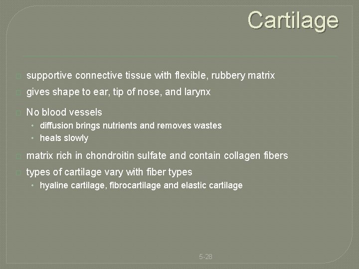 Cartilage � supportive connective tissue with flexible, rubbery matrix � gives shape to ear,