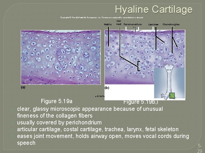 Hyaline Cartilage Copyright © The Mc. Graw-Hill Companies, Inc. Permission required for reproduction or