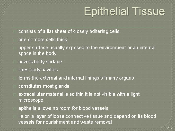 Epithelial Tissue � consists of a flat sheet of closely adhering cells � one