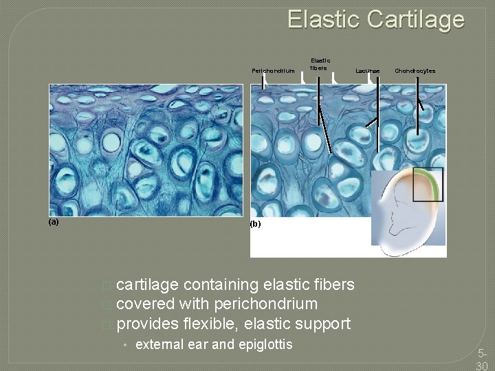 Elastic Cartilage Perichondrium (a) Elastic fibers Lacunae Chondrocytes (b) cartilage containing elastic fibers �